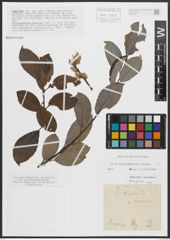 Foto von Salix appendiculata Vill. x Salix caprea L.